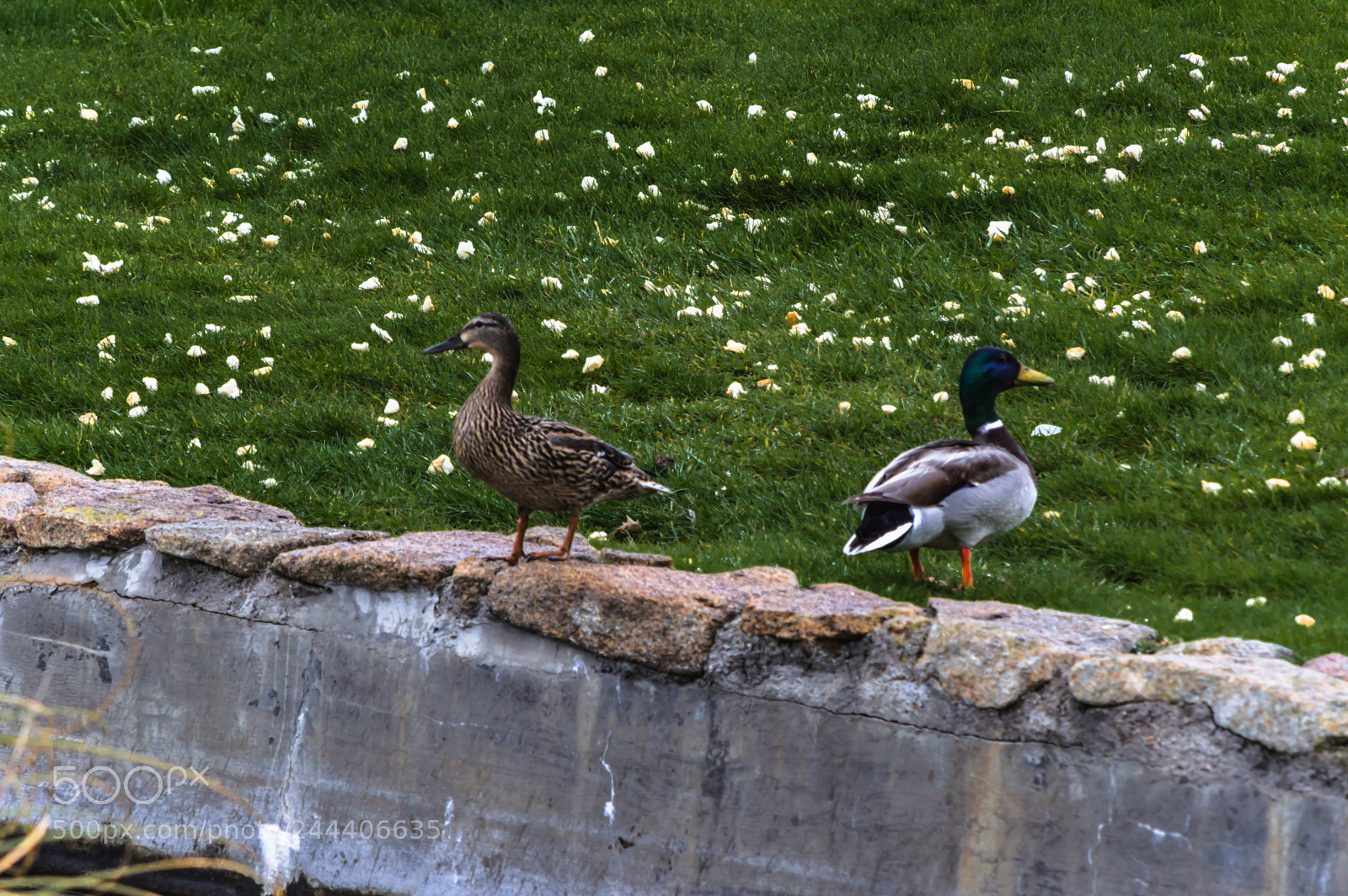 Nikon D3200 sample photo. Animales photography