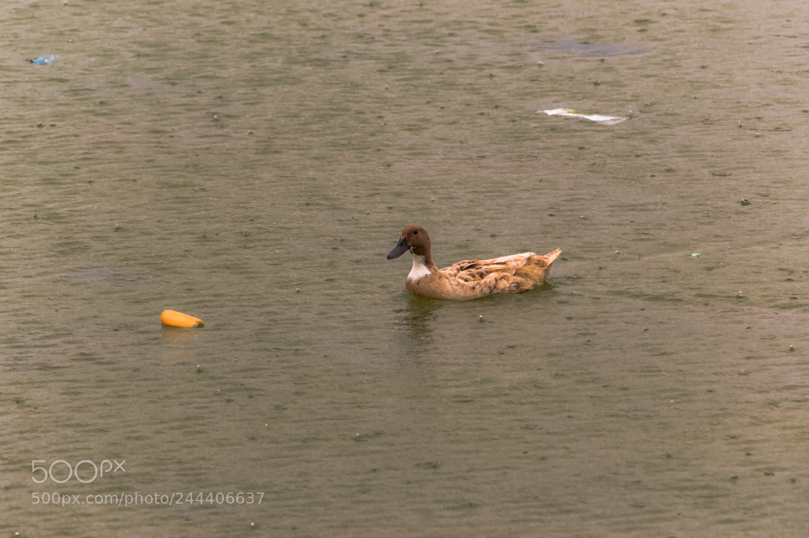 Nikon D3200 sample photo. Animales photography
