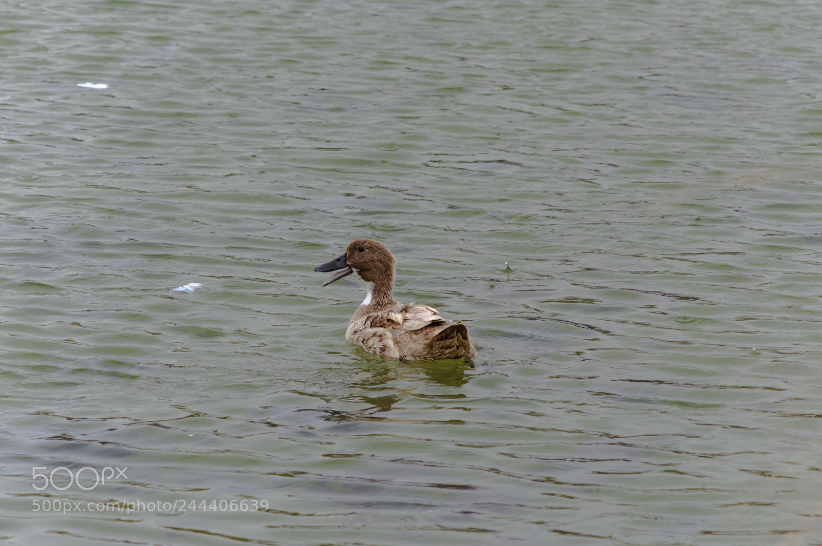Nikon D3200 sample photo. Animales photography