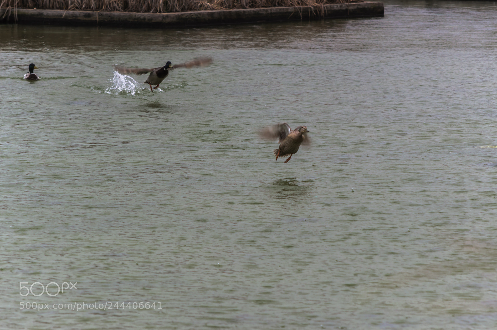 Nikon D3200 sample photo. Animales photography