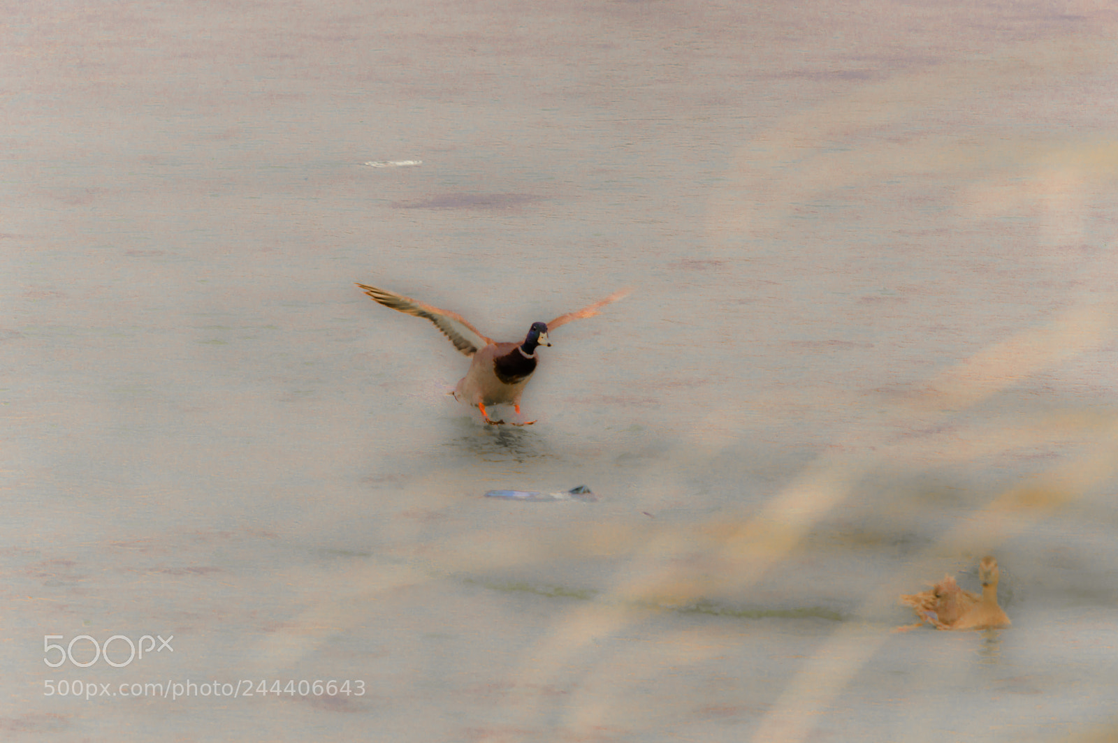 Nikon D3200 sample photo. Animales photography