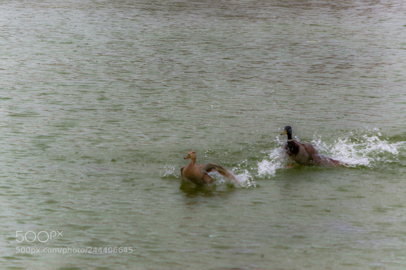 Nikon D3200 sample photo. Animales photography