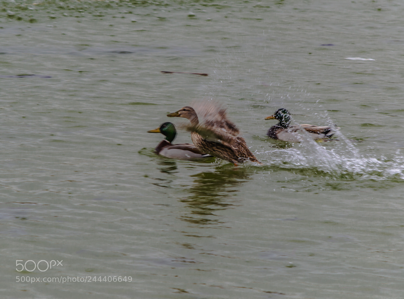 Nikon D3200 sample photo. Animales photography