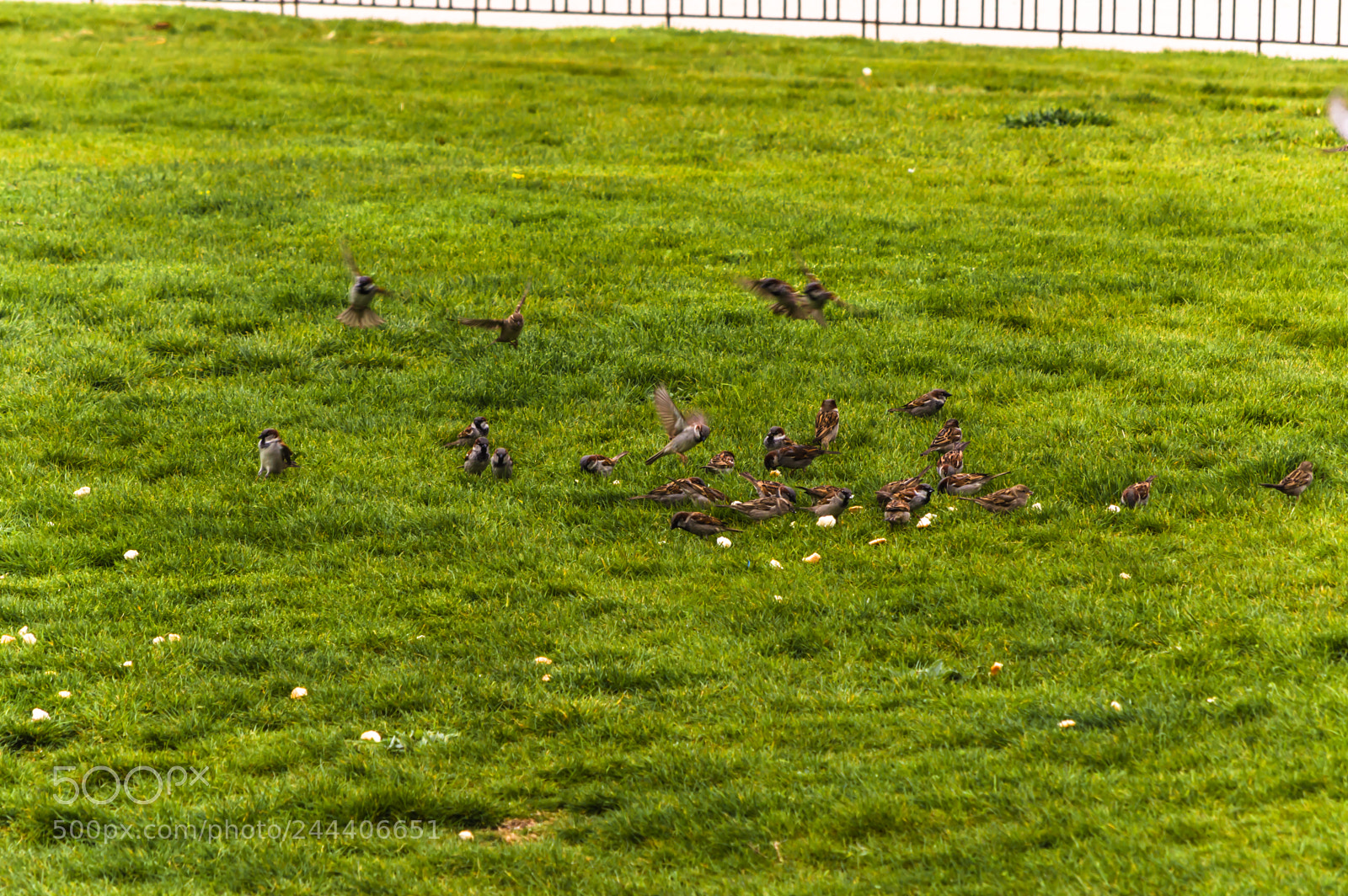 Nikon D3200 sample photo. Animales photography