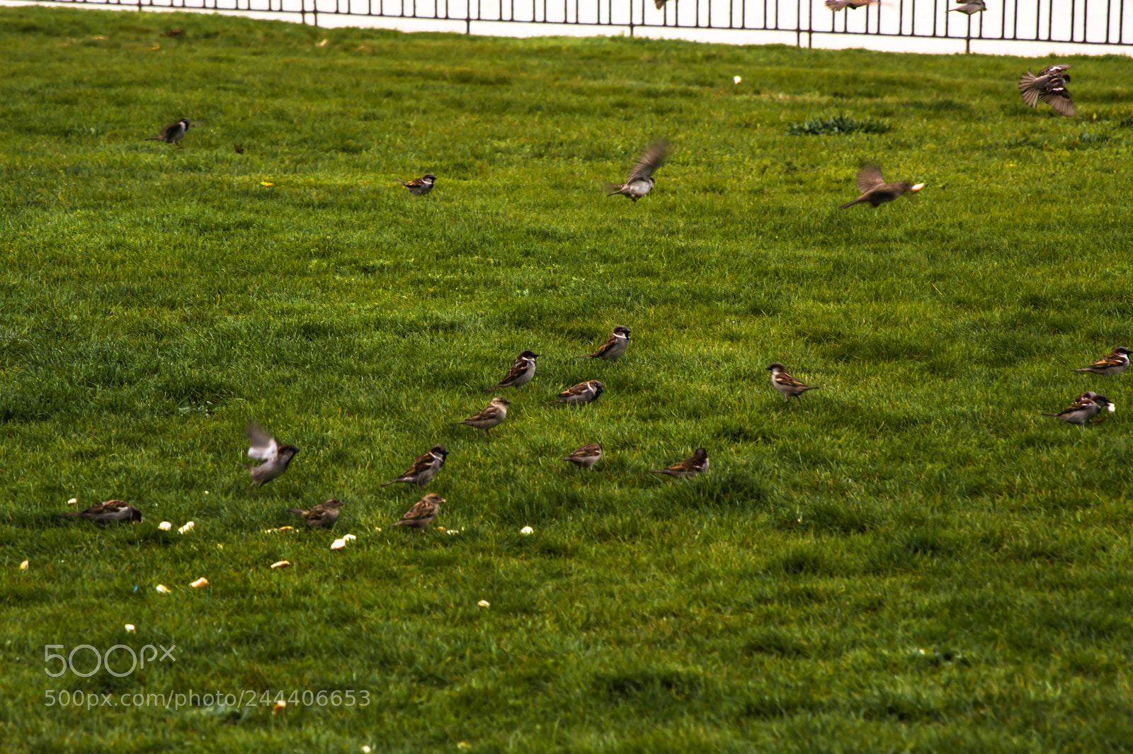 Nikon D3200 sample photo. Animales photography
