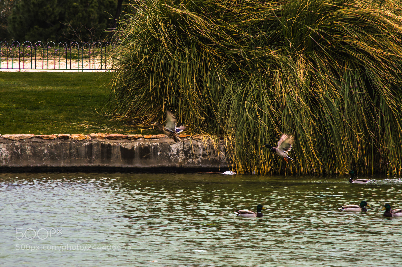 Nikon D3200 sample photo. Animales photography