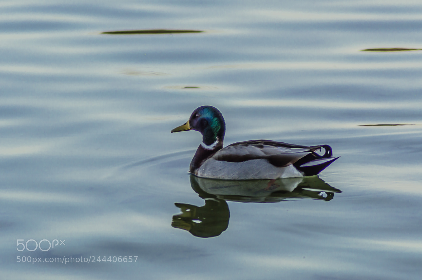 Nikon D3200 sample photo. Animales photography
