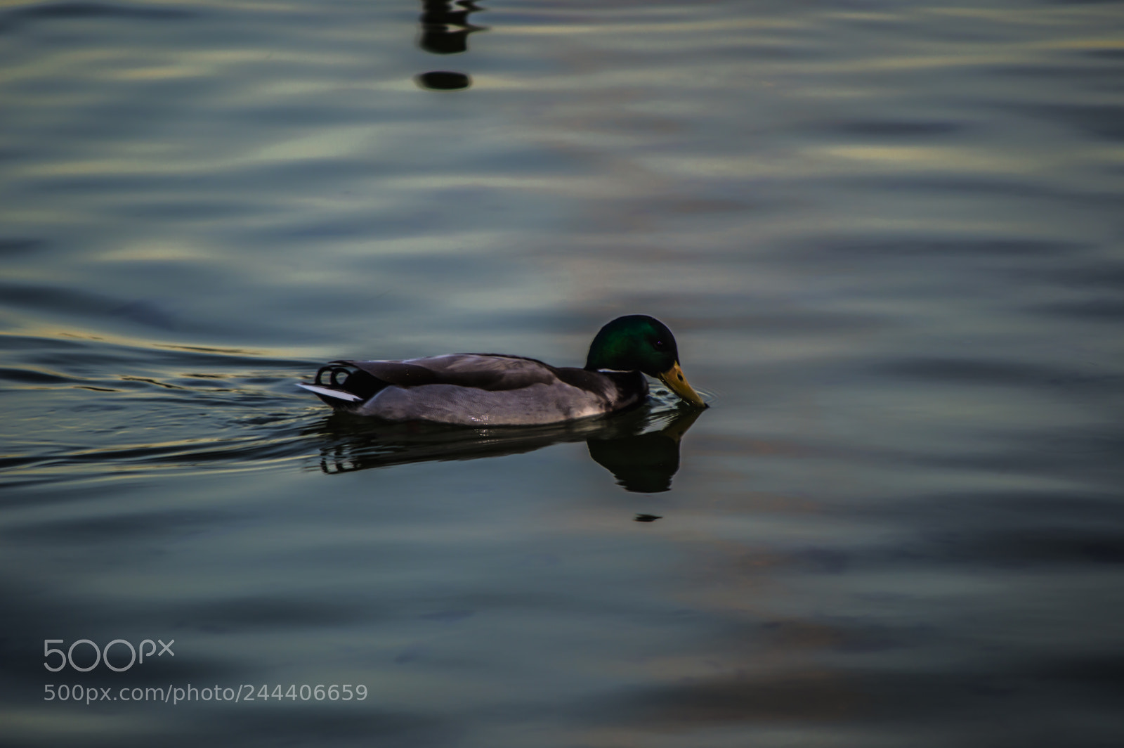 Nikon D3200 sample photo. Animales photography