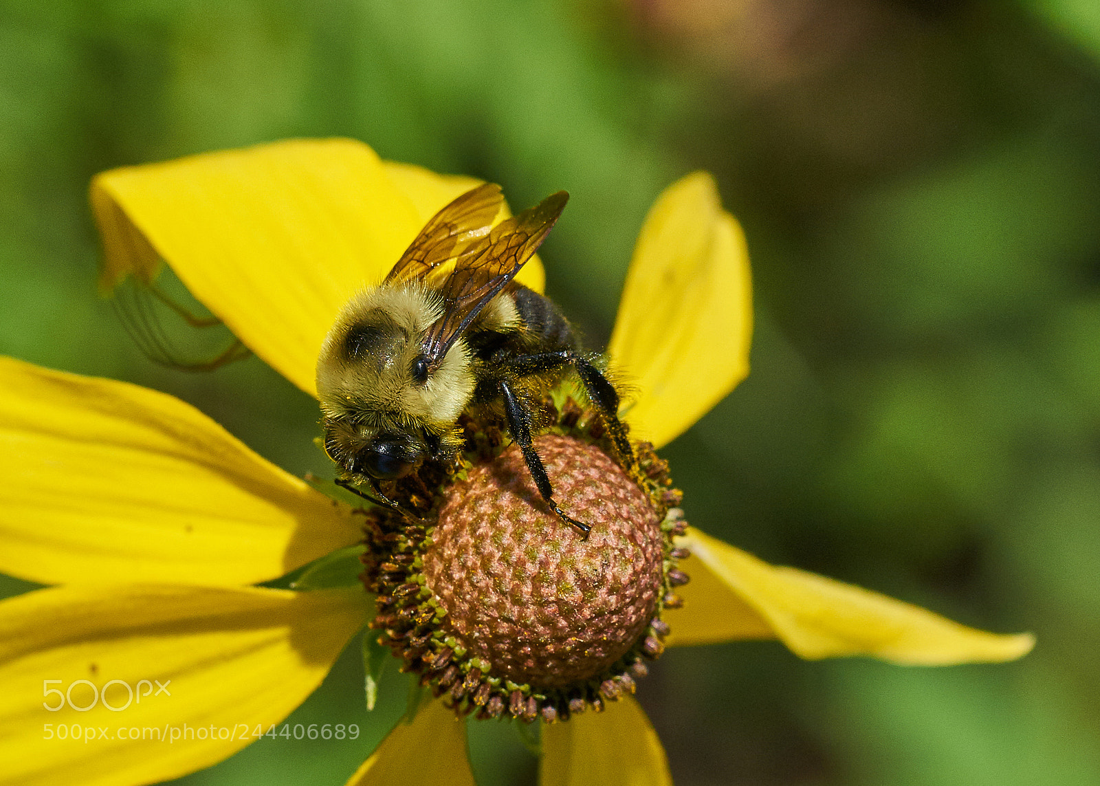 Sony a7R II sample photo. Bumble bee photography