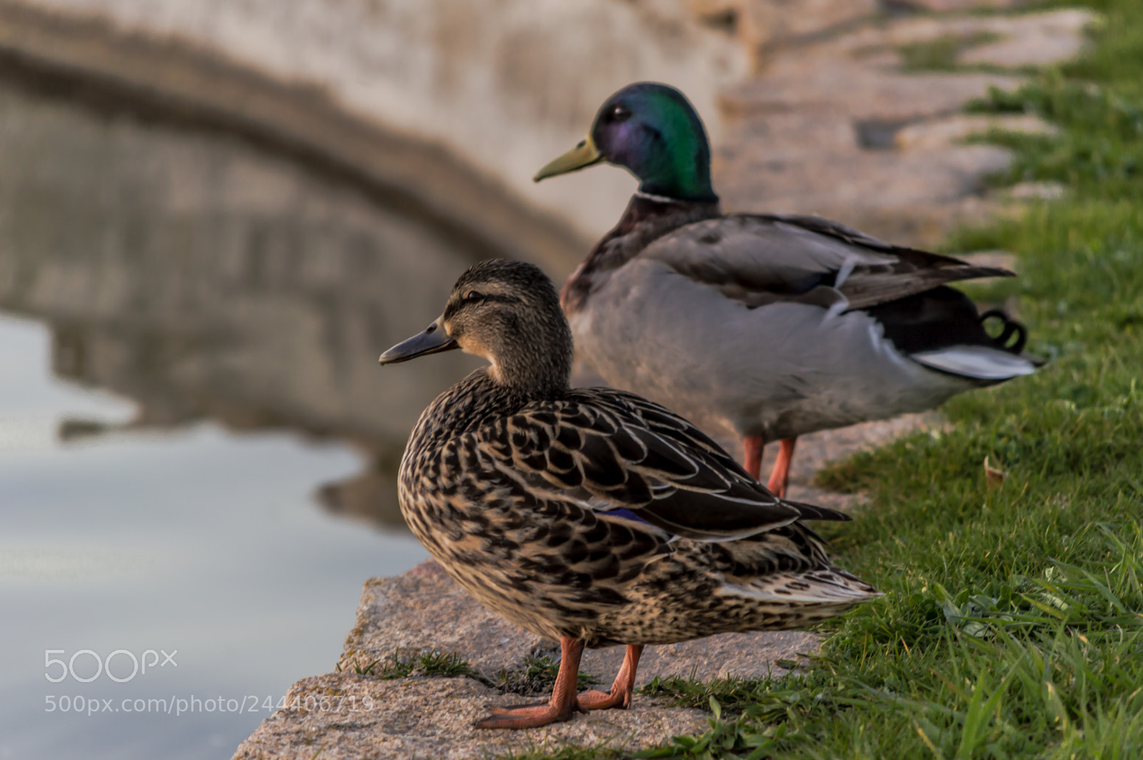 Nikon D3200 sample photo. Animales photography