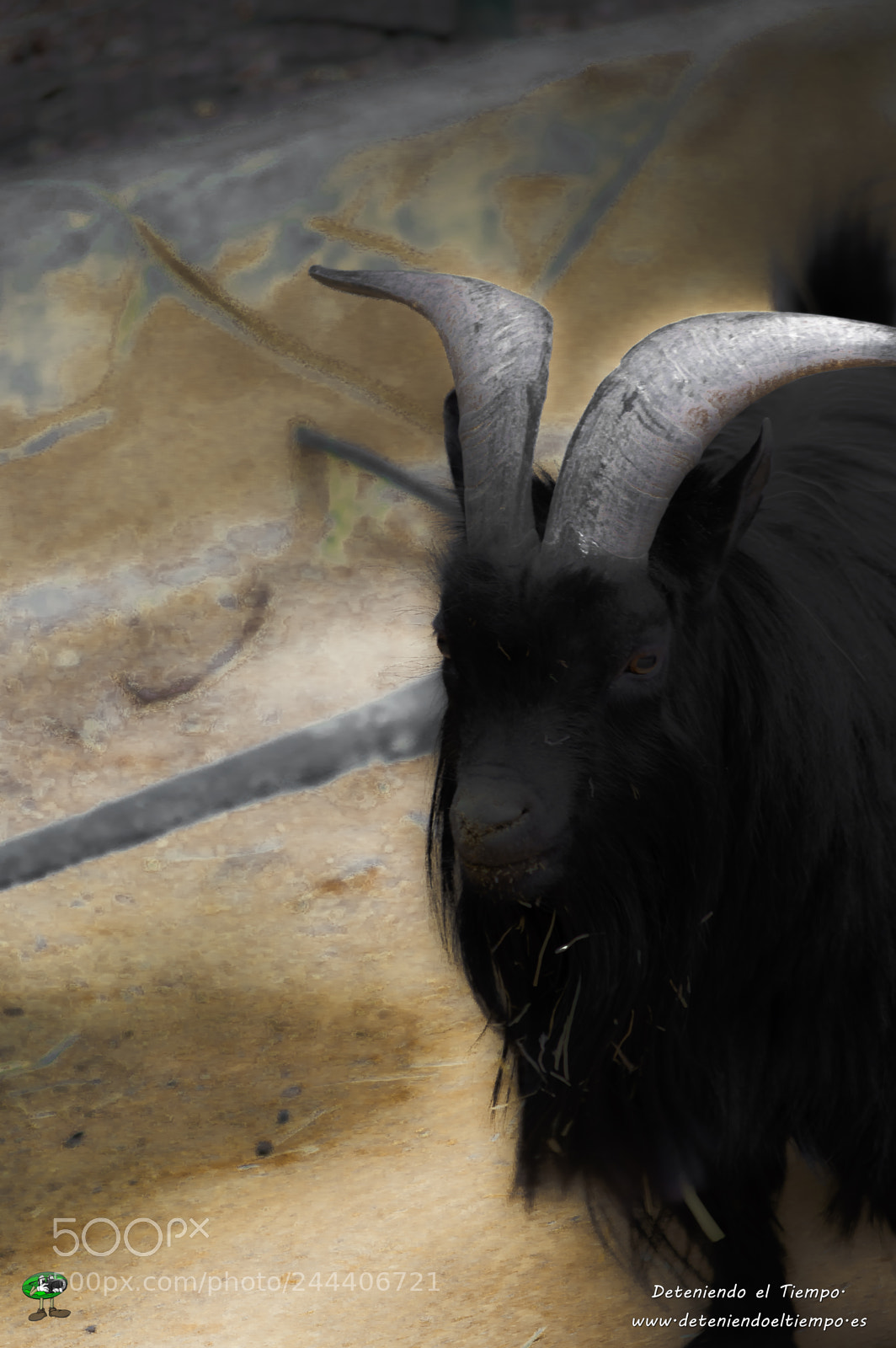 Nikon D3200 sample photo. Animales photography