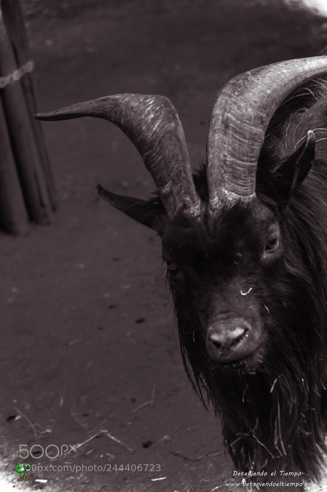 Nikon D3200 sample photo. Animales photography