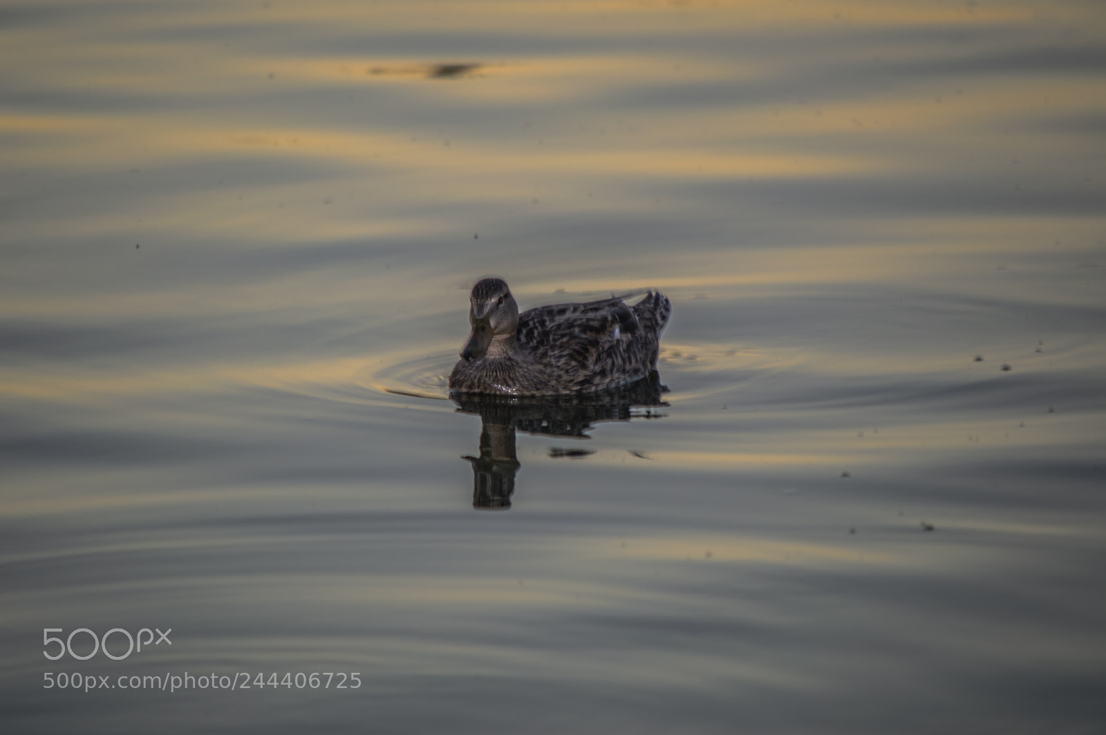 Nikon D3200 sample photo. Animales photography