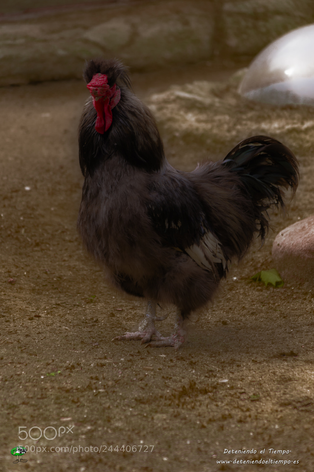 Nikon D3200 sample photo. Animales photography