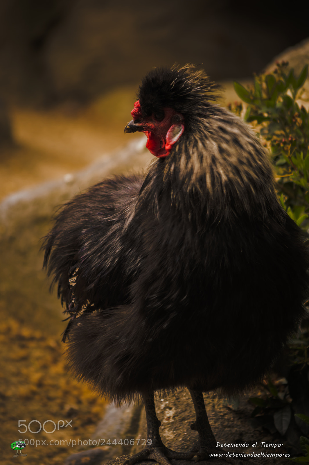 Nikon D3200 sample photo. Animales photography