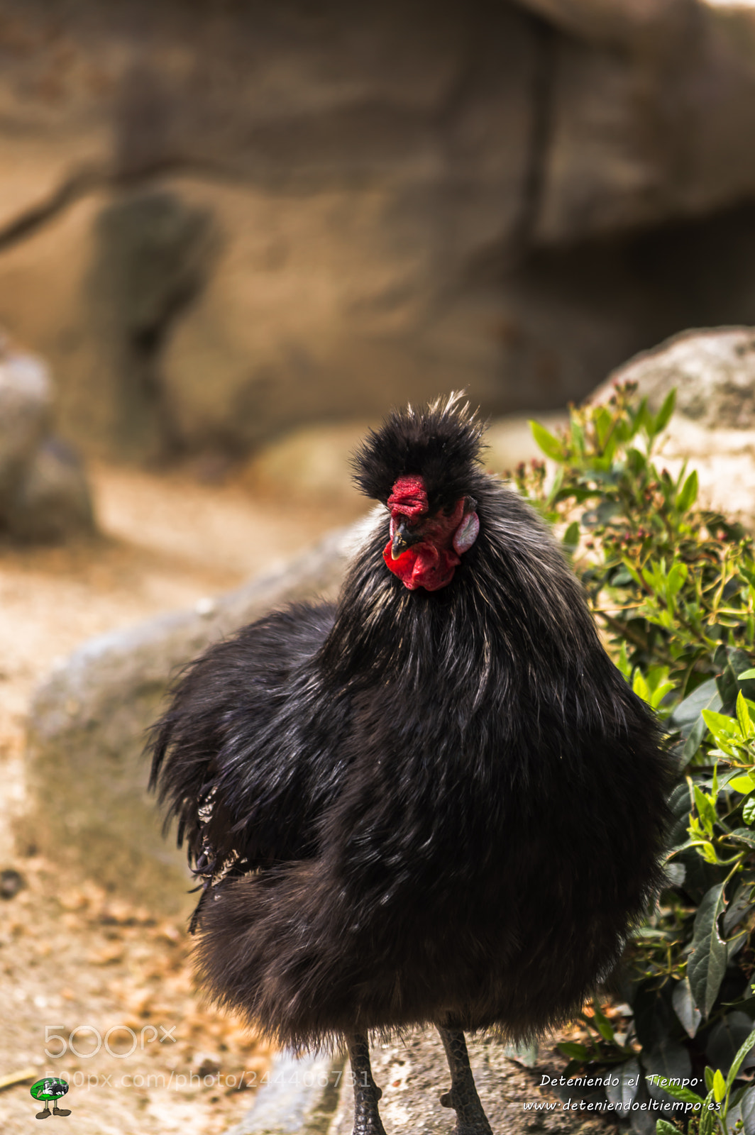 Nikon D3200 sample photo. Animales photography