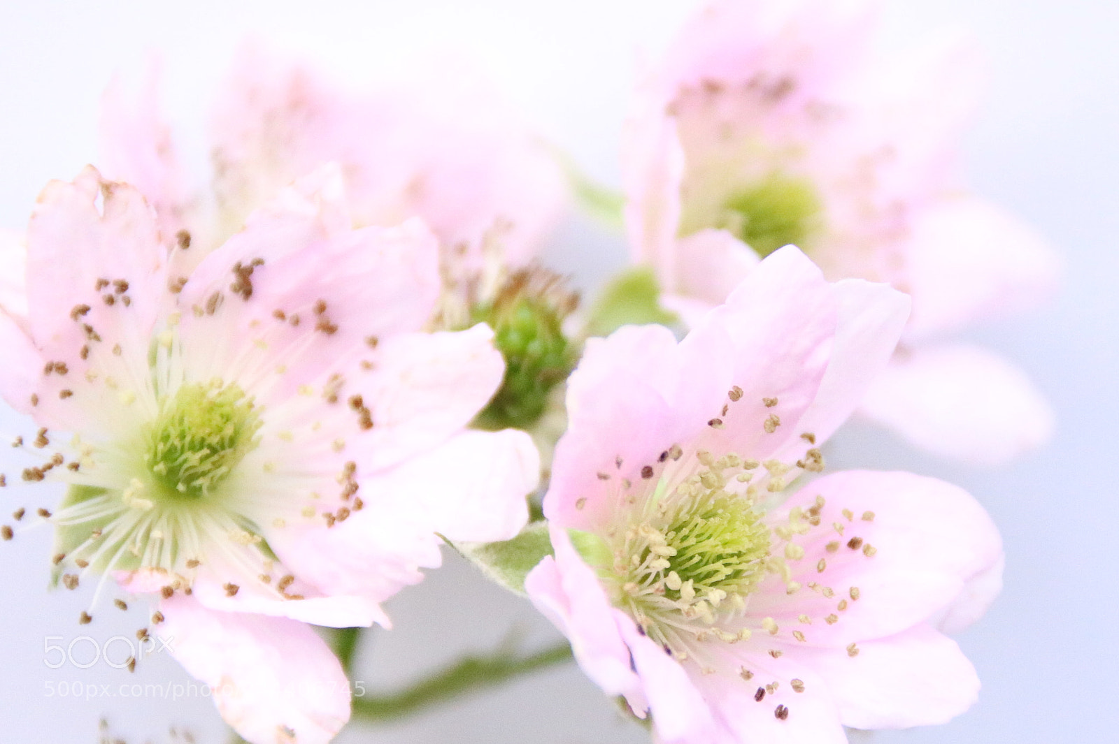 Canon EOS 760D (EOS Rebel T6s / EOS 8000D) sample photo. Untitled photography