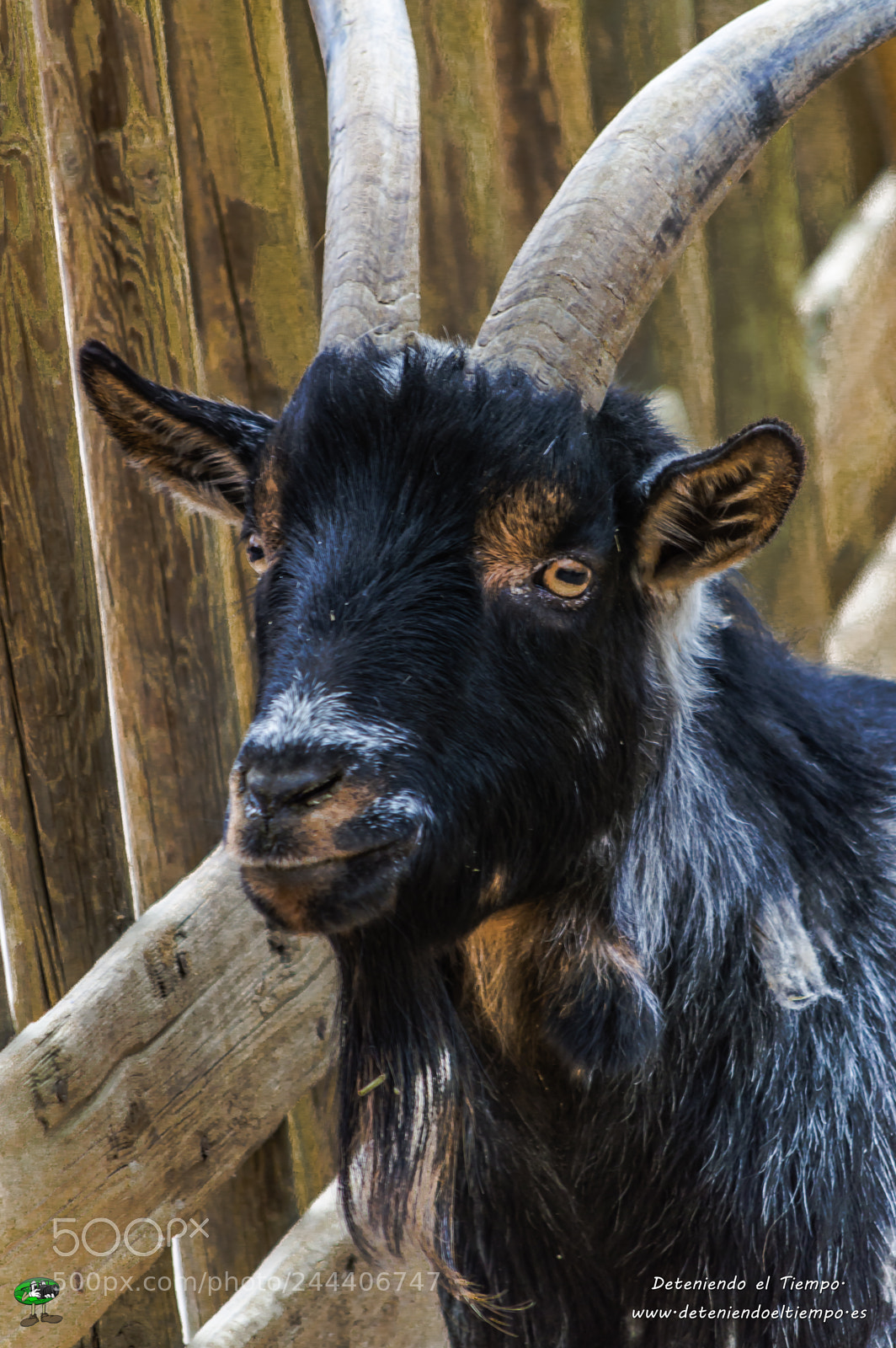 Nikon D3200 sample photo. Animales photography