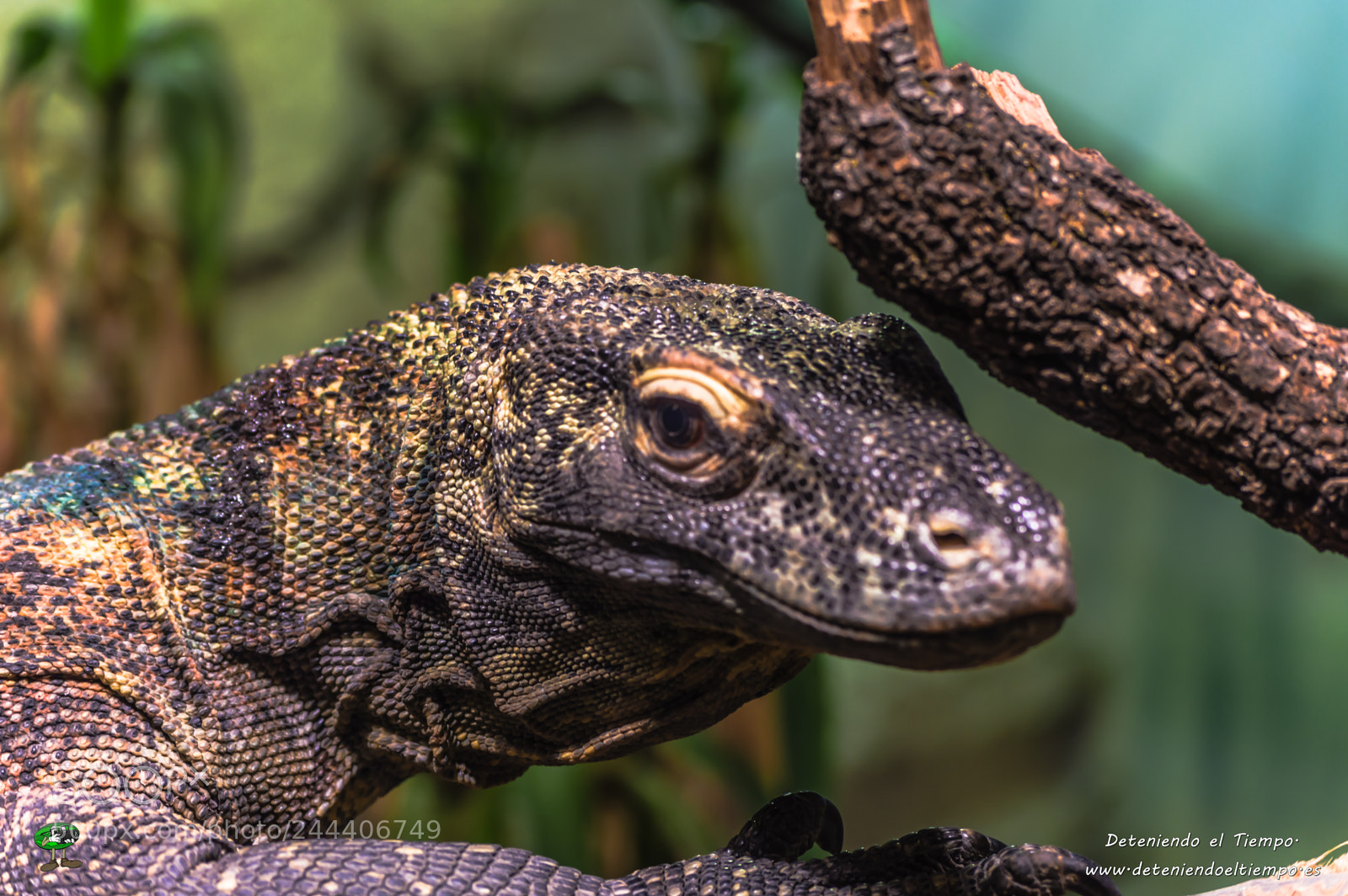 Nikon D3200 sample photo. Animales photography