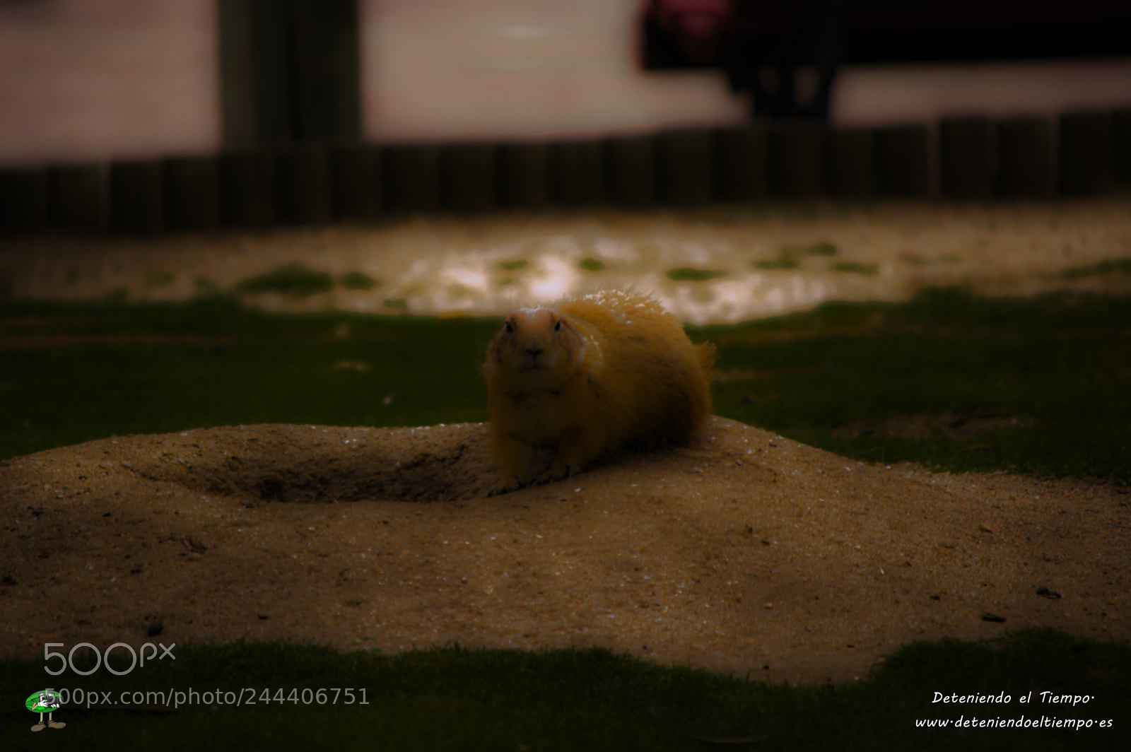 Nikon D3200 sample photo. Animales photography
