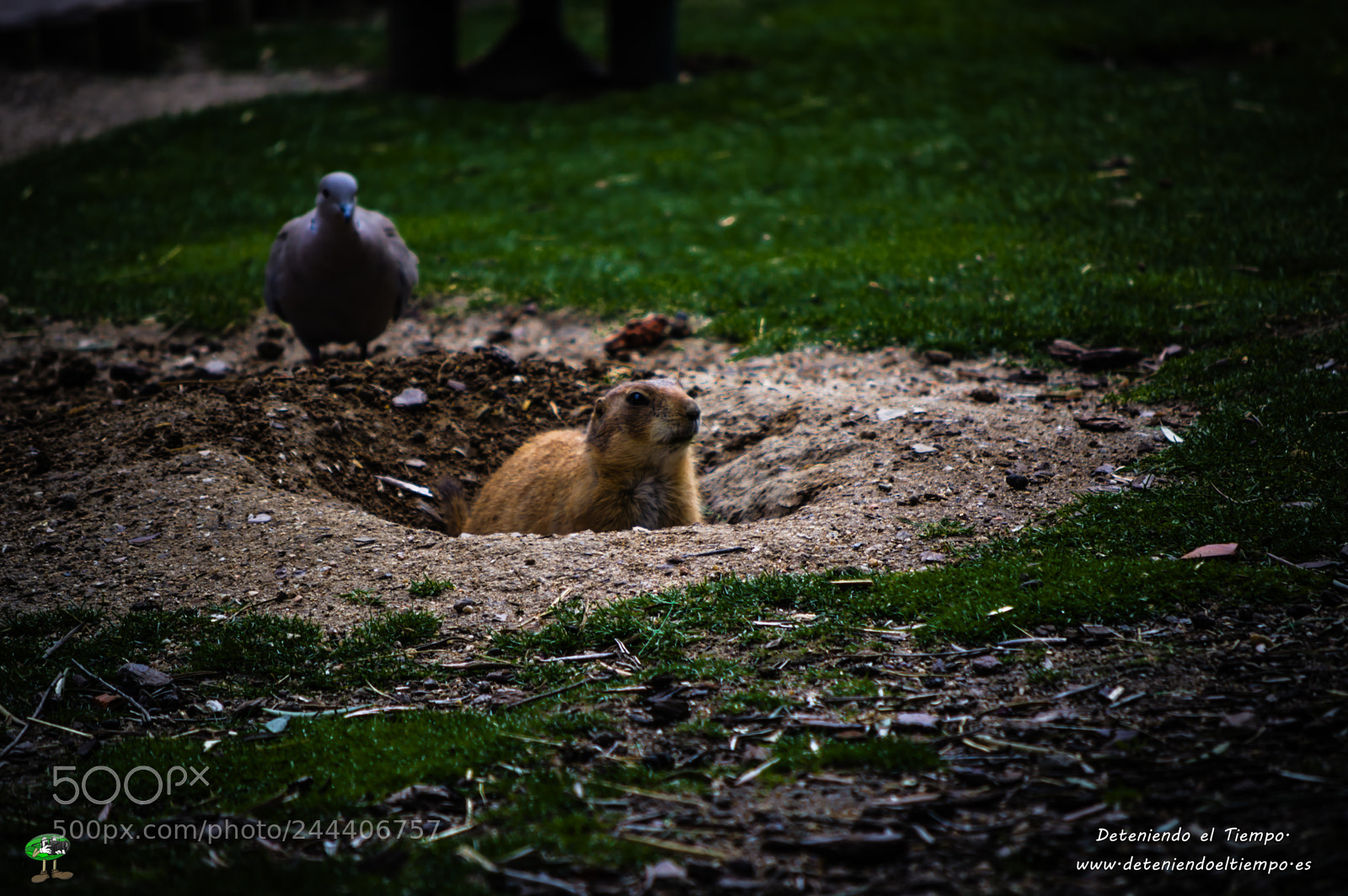 Nikon D3200 sample photo. Animales photography