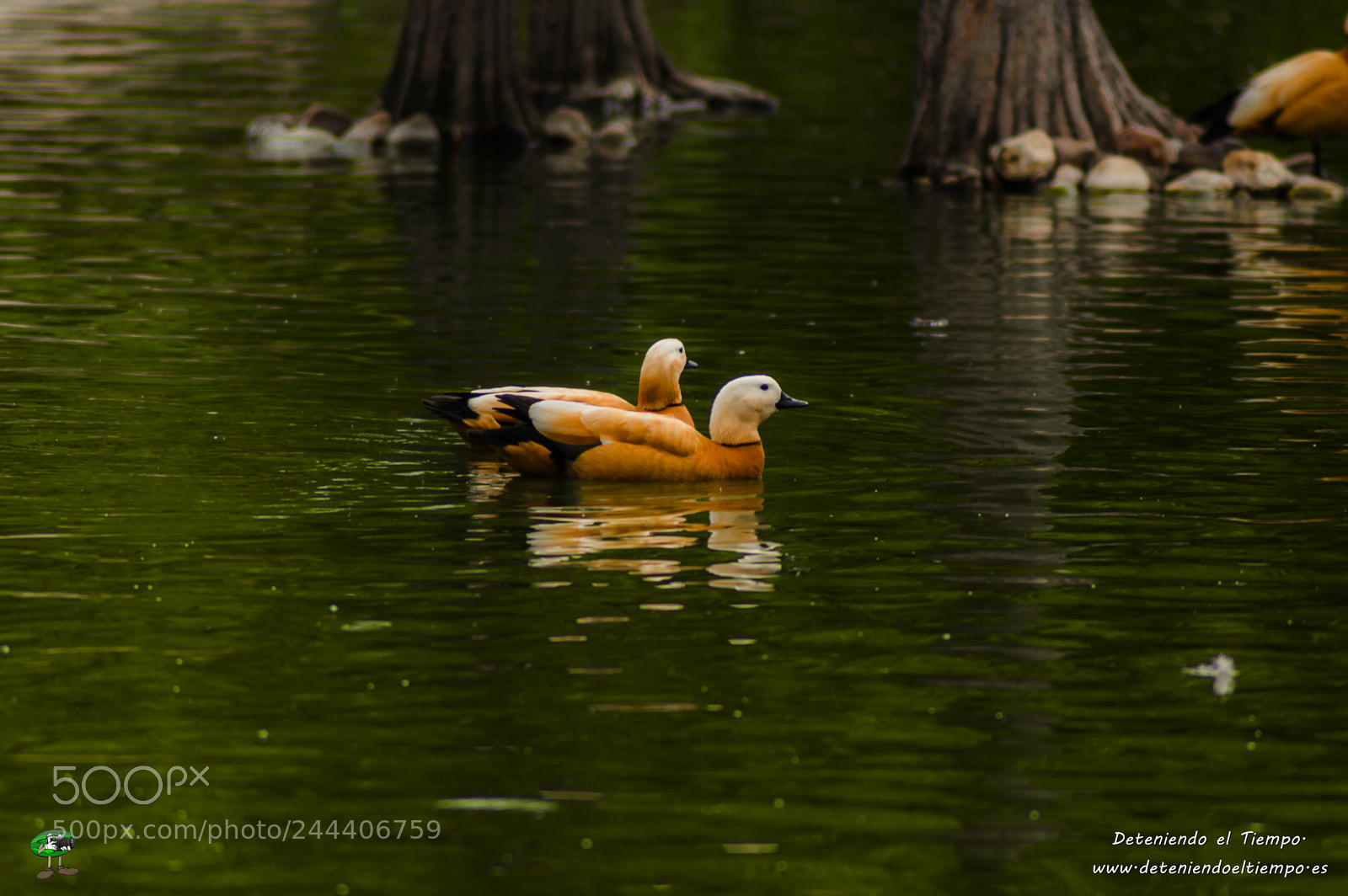 Nikon D3200 sample photo. Animales photography