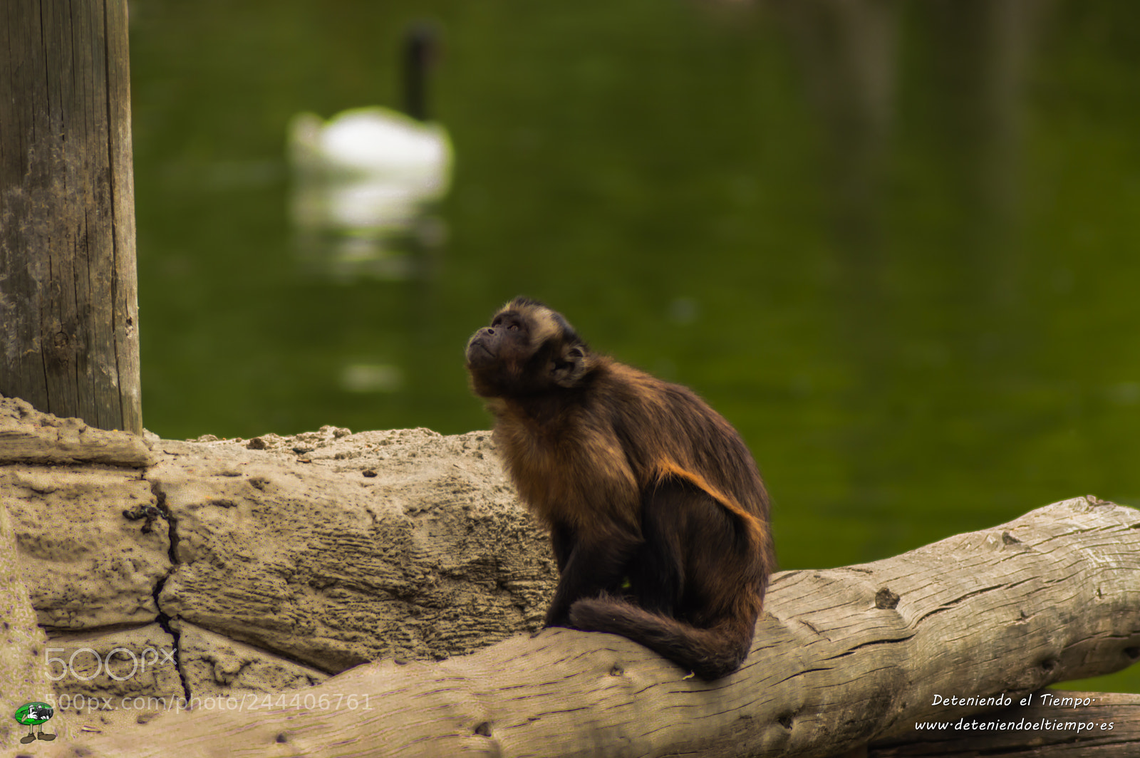 Nikon D3200 sample photo. Animales photography