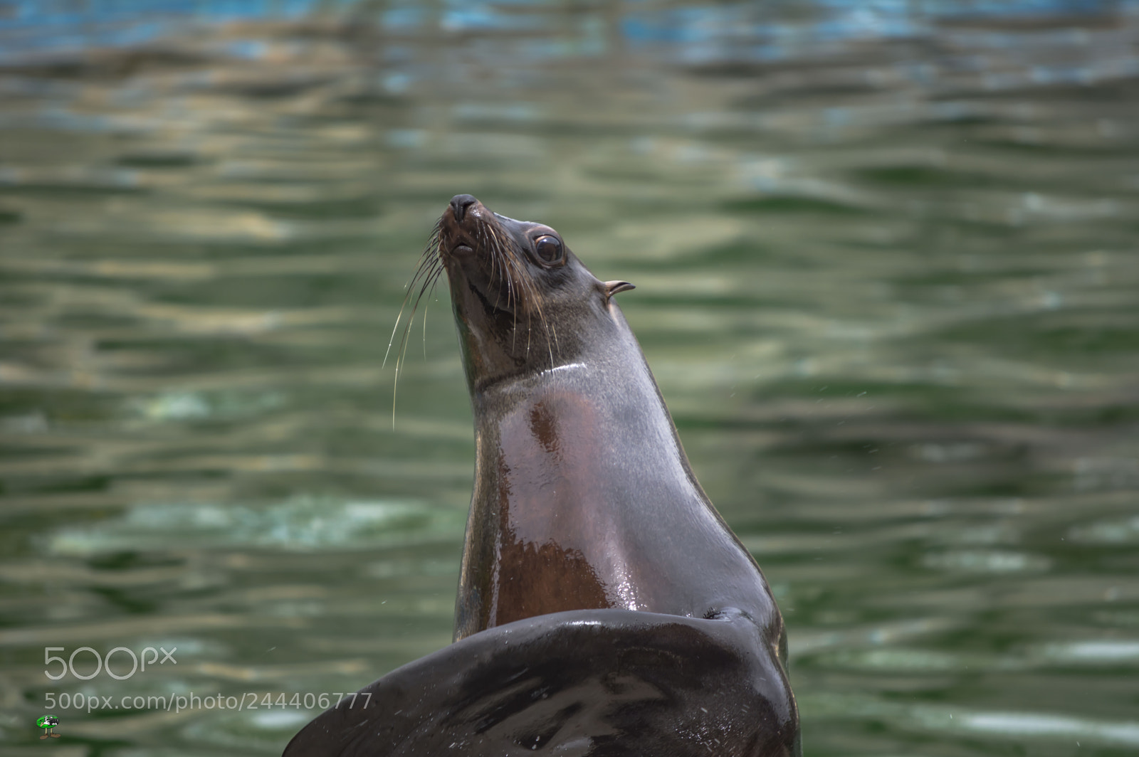 Nikon D3200 sample photo. Animales photography