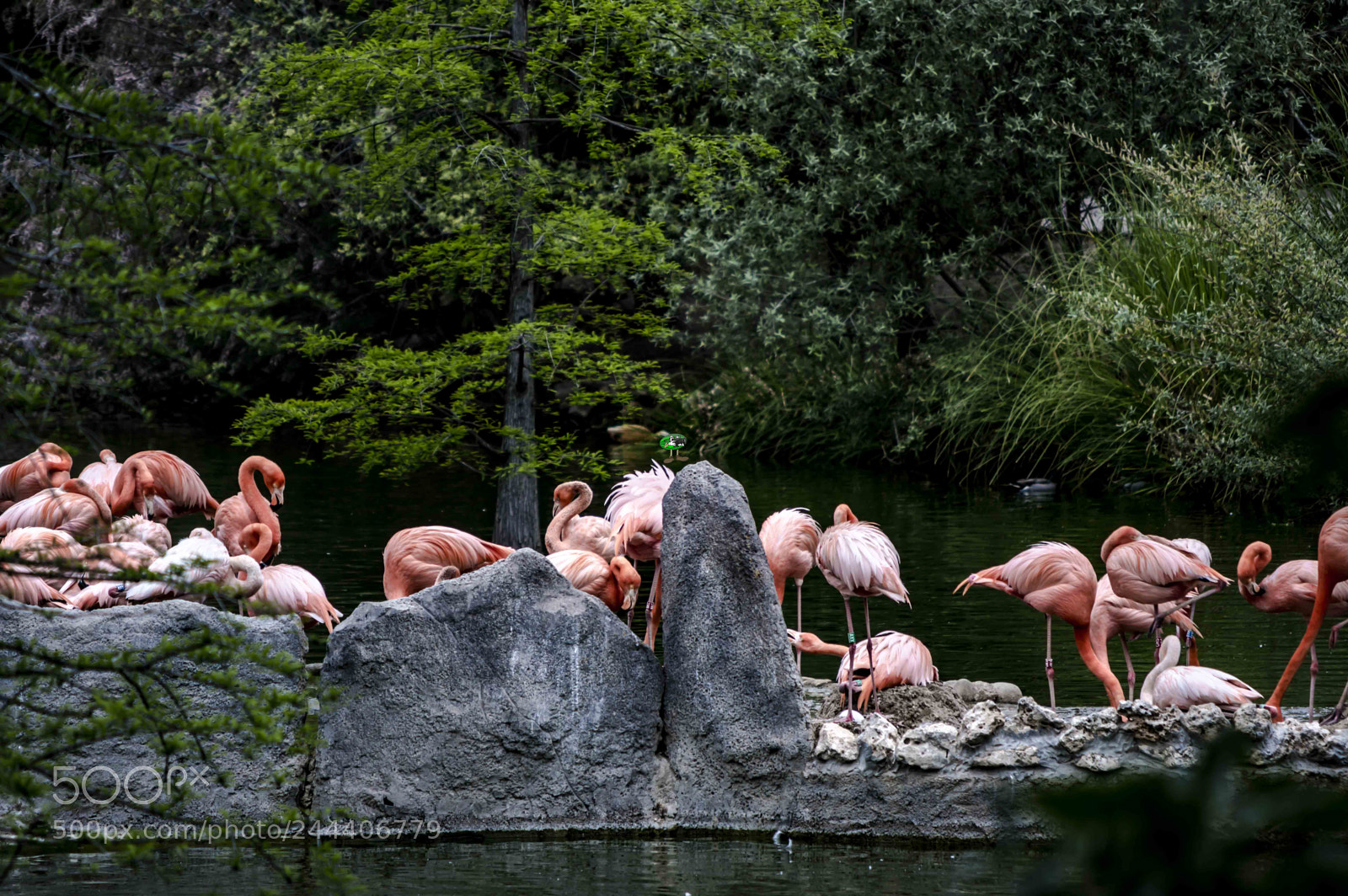 Nikon D3200 sample photo. Animales photography