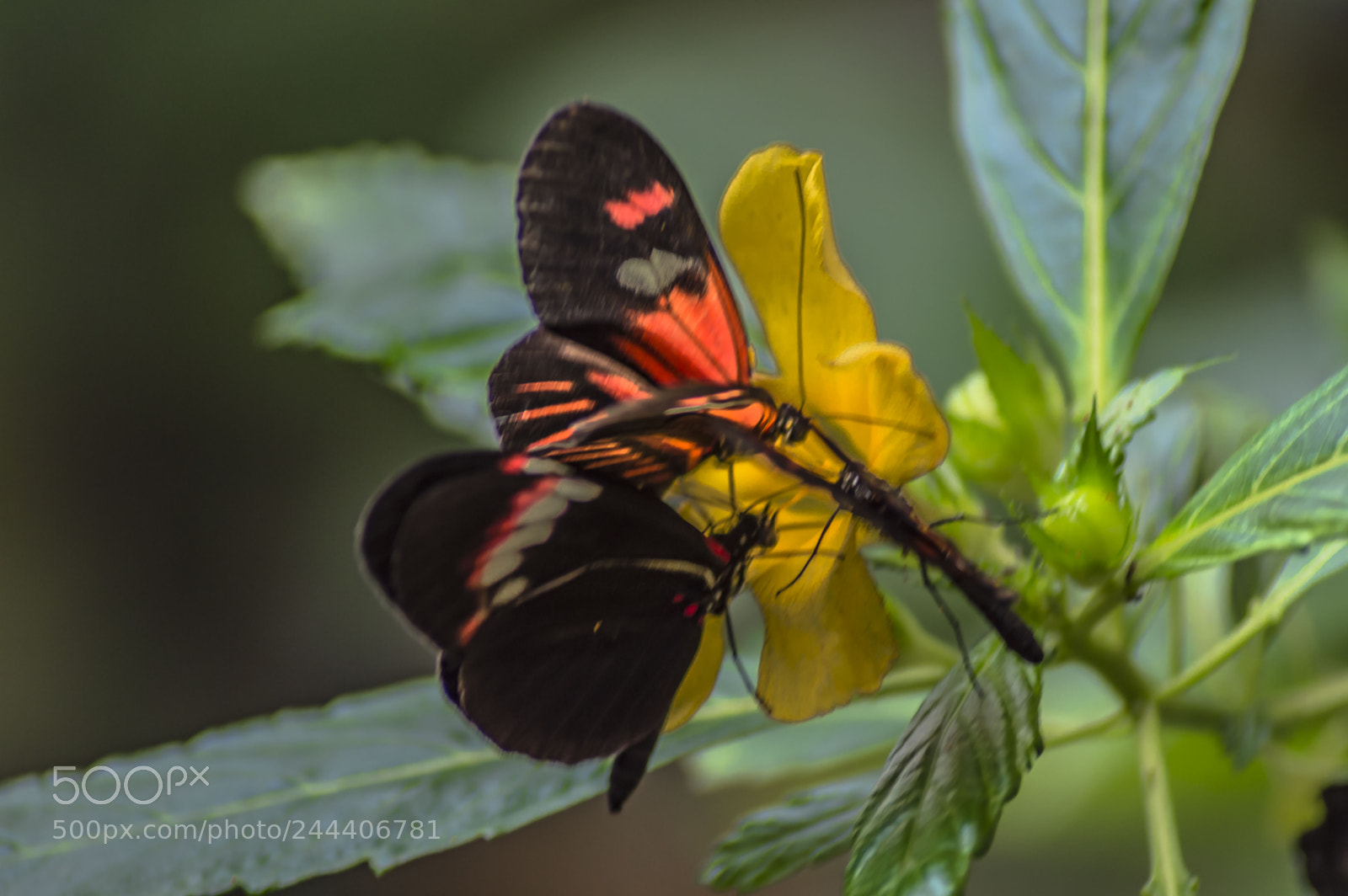 Nikon D3200 sample photo. Animales photography