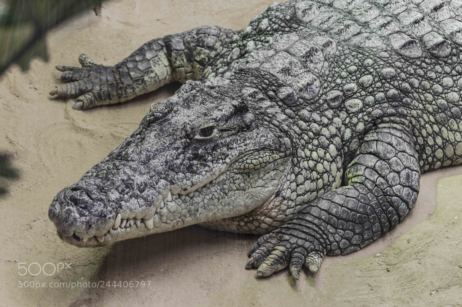 Nikon D3200 sample photo. Animales photography