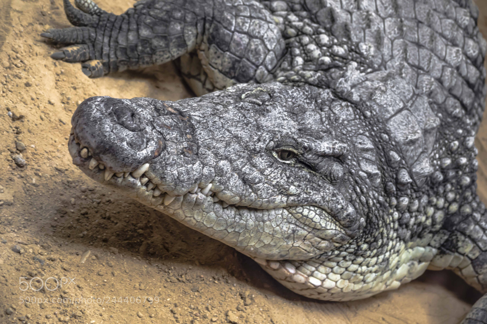 Nikon D3200 sample photo. Animales photography