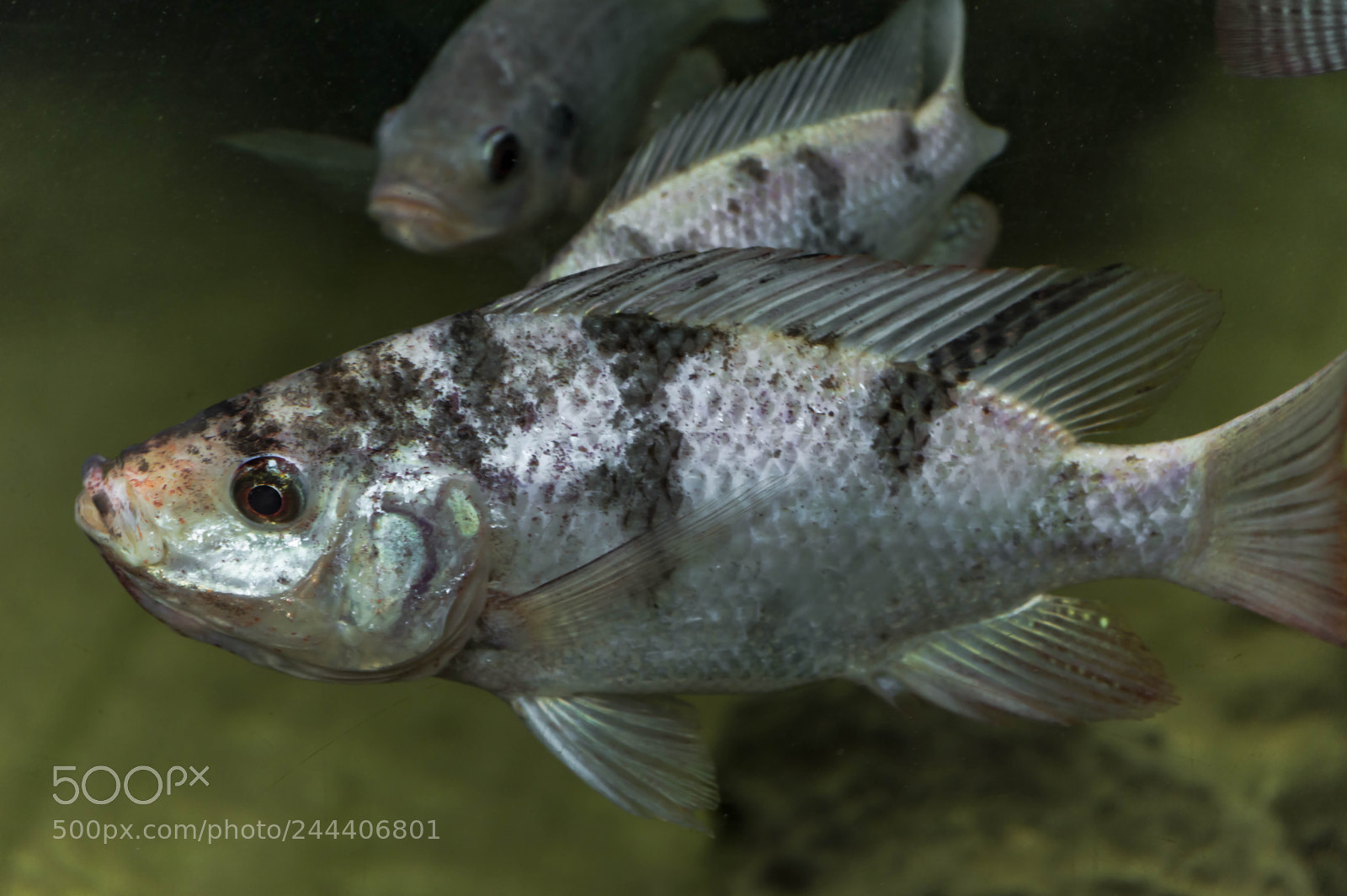 Nikon D3200 sample photo. Animales photography