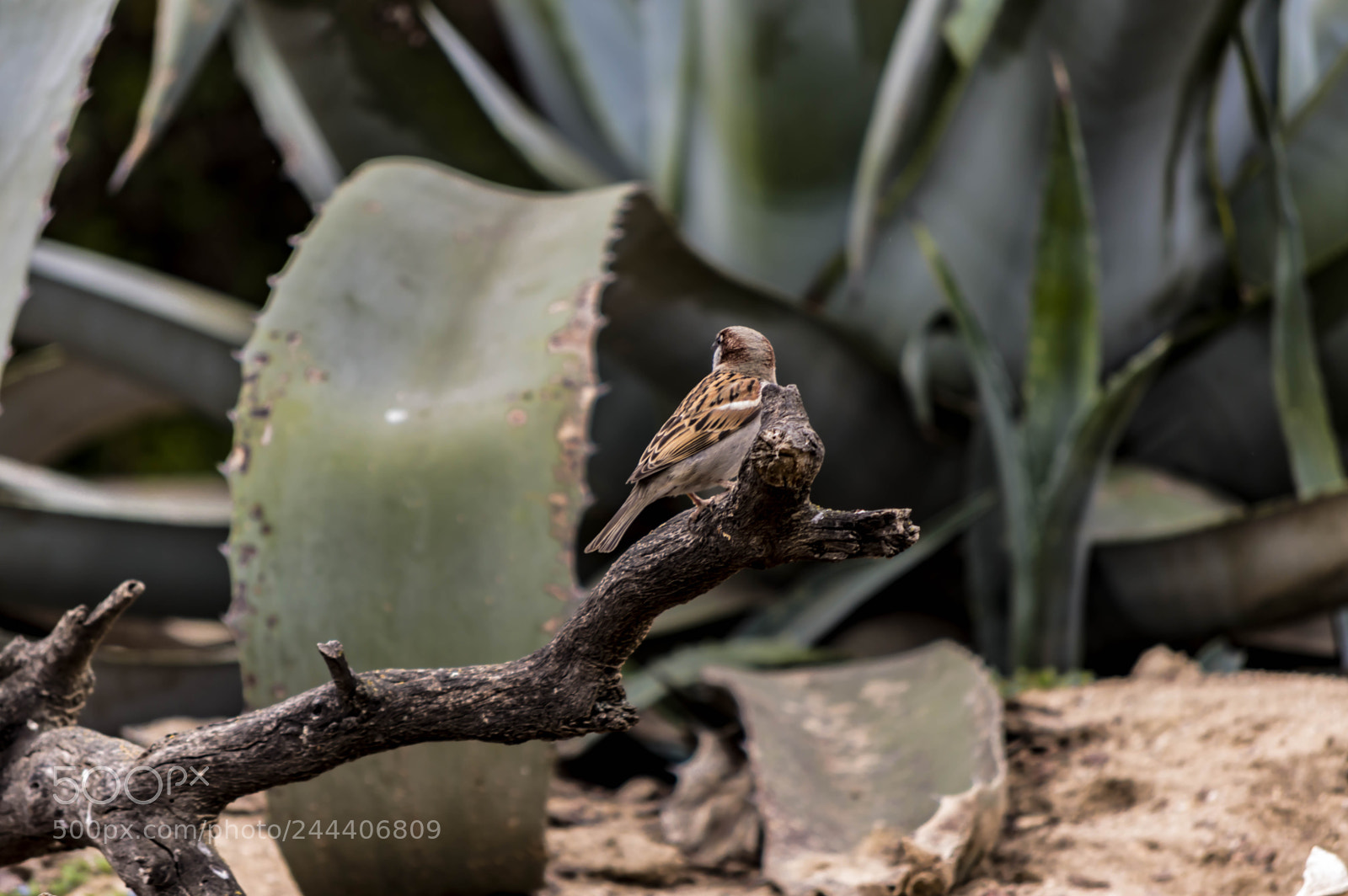 Nikon D3200 sample photo. Animales photography
