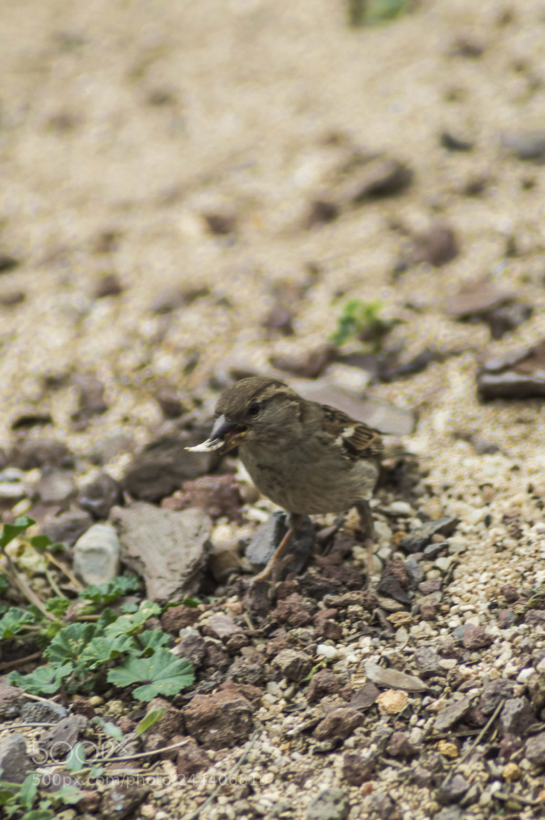 Nikon D3200 sample photo. Animales photography