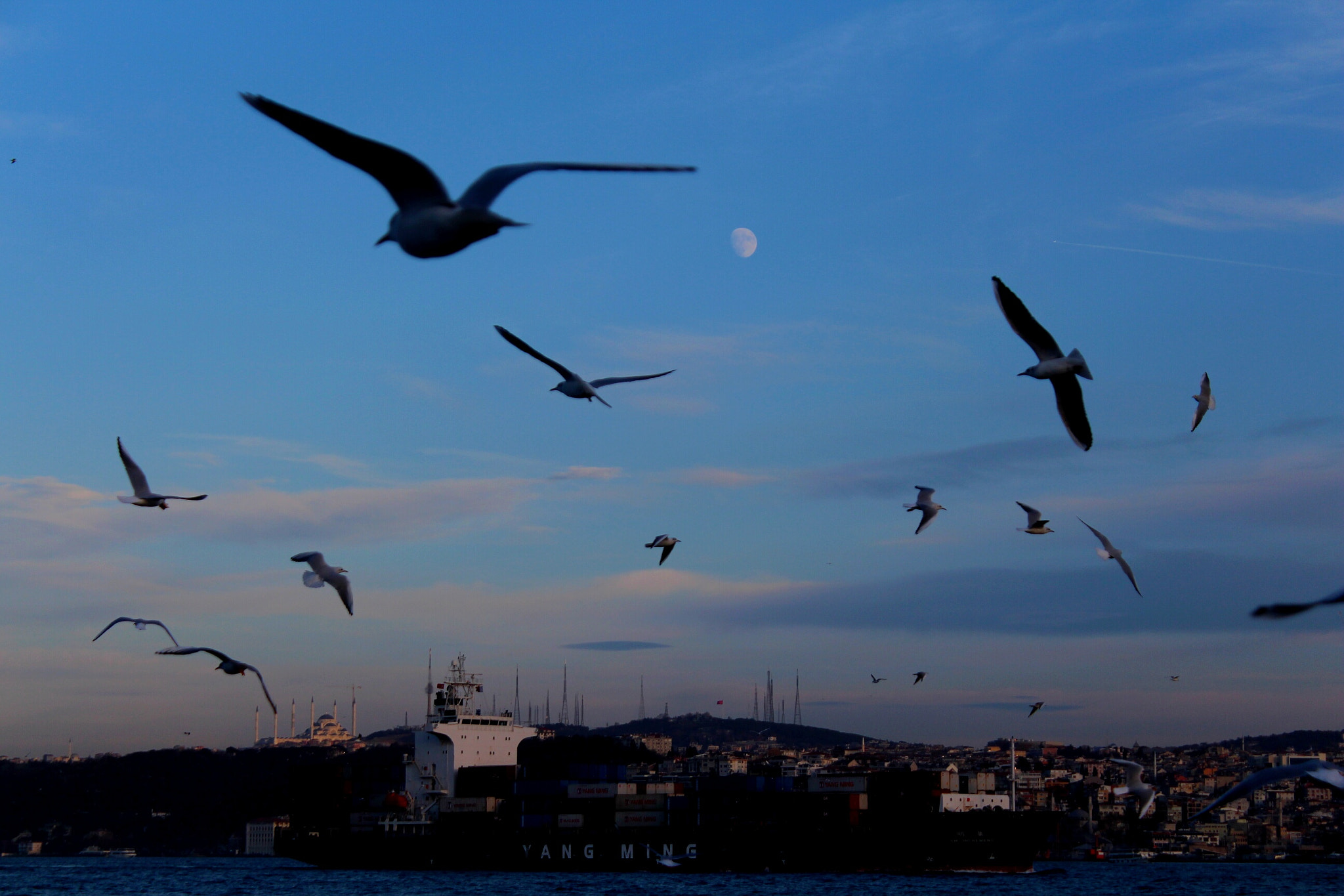 Canon EOS 700D (EOS Rebel T5i / EOS Kiss X7i) + EF75-300mm f/4-5.6 sample photo. Birds&moon photography