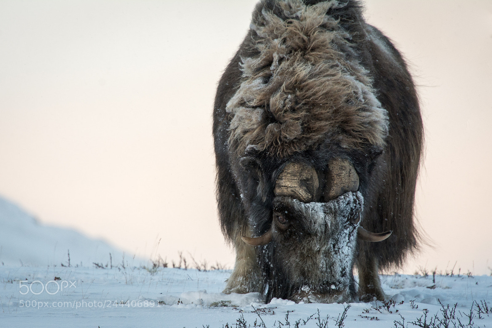 Nikon D7100 sample photo. Muskox in snow photography
