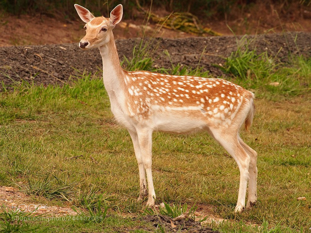 Olympus OM-D E-M5 sample photo. Bloody bambi again cute photography