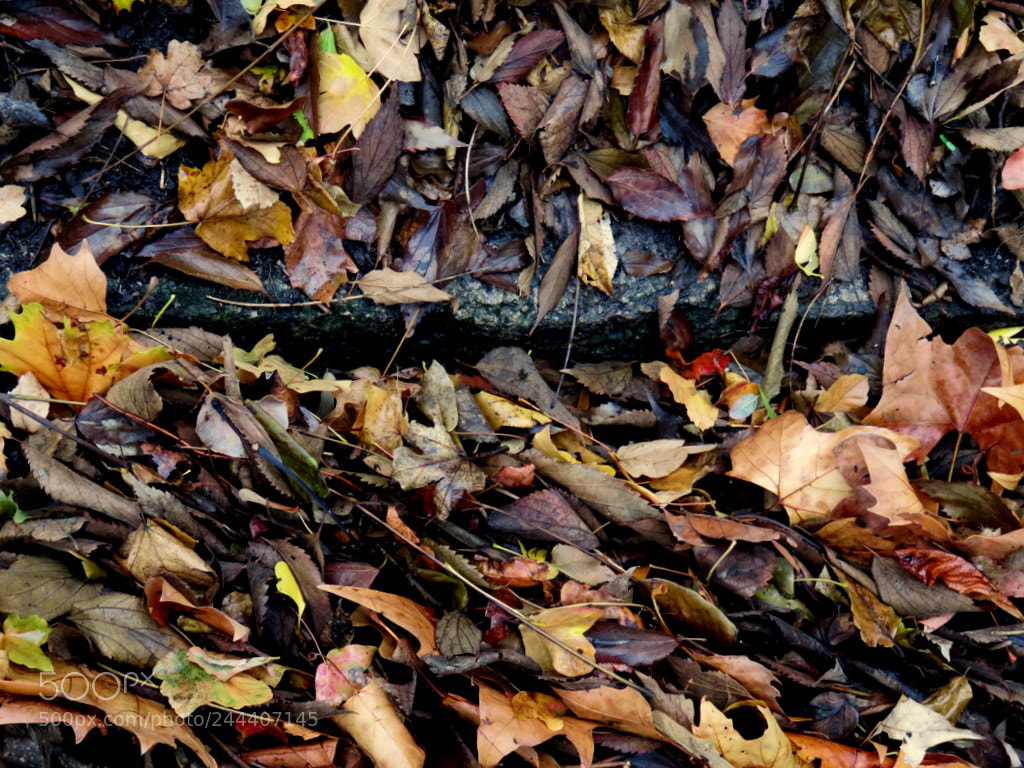 Canon PowerShot SX710 HS sample photo. Tardor photography