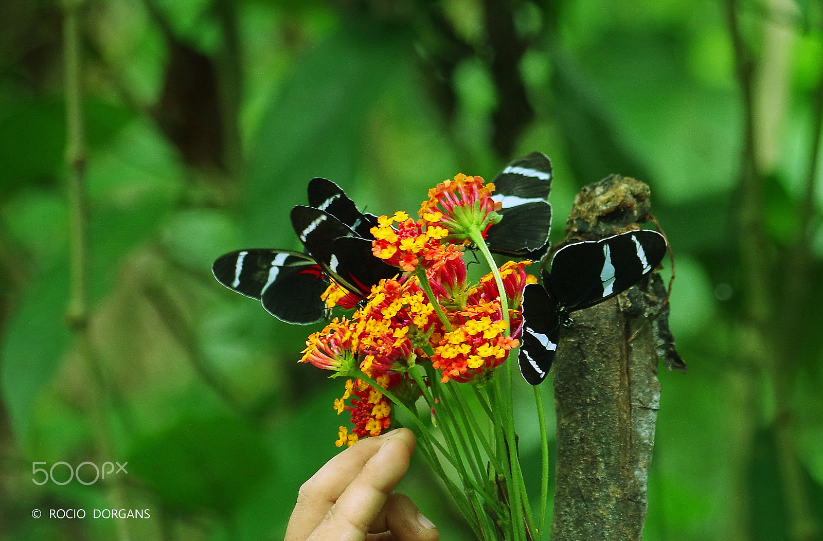 smc PENTAX-DA L 50-200mm F4-5.6 ED sample photo. Iquitos - peru photography