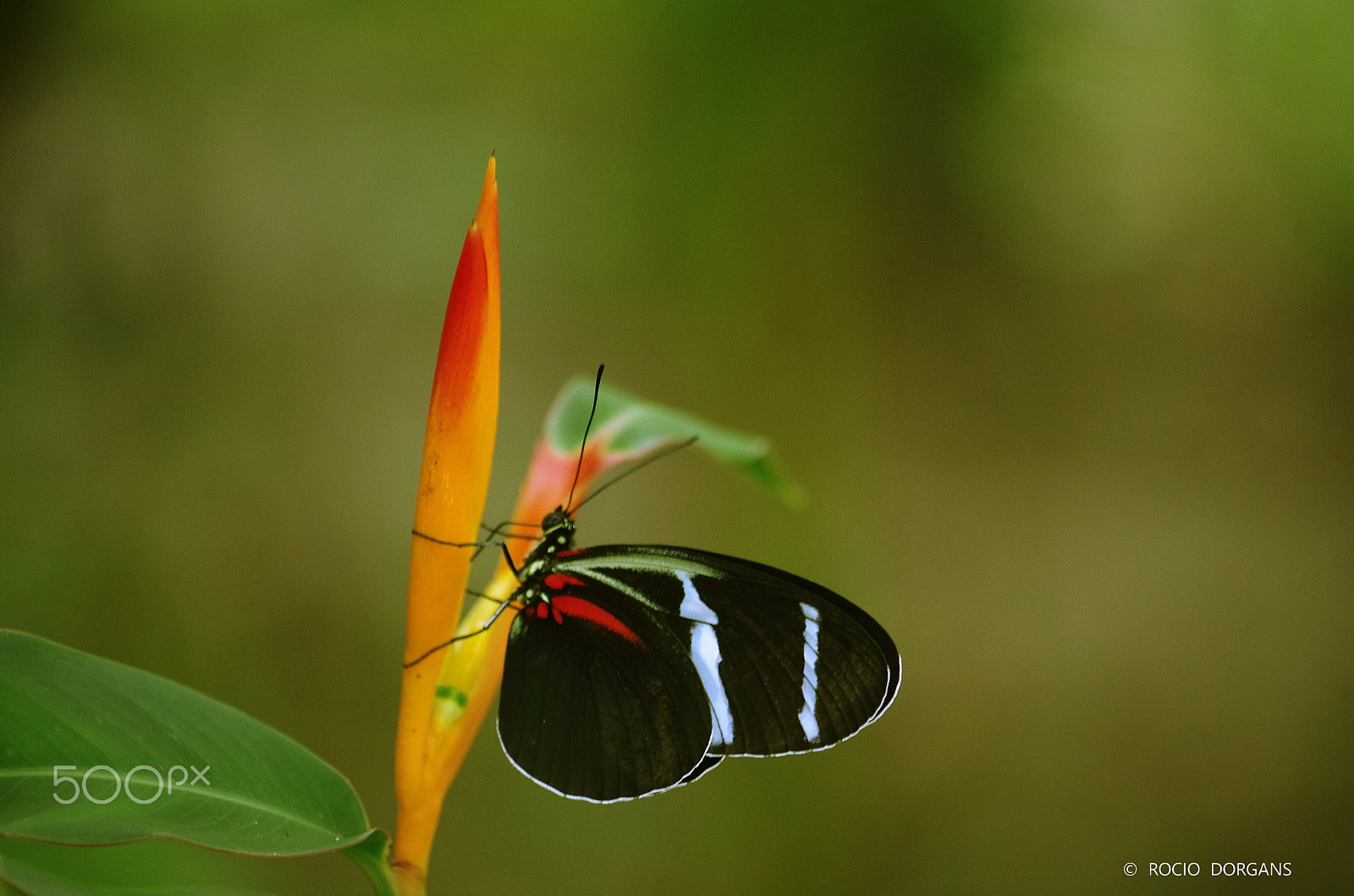 Pentax K-30 sample photo. Iquitos - peru photography