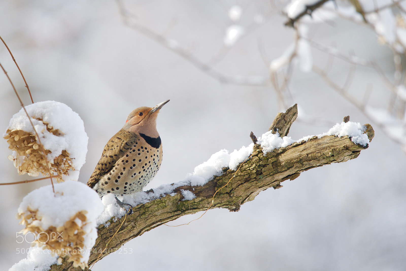 Nikon D810 sample photo. Northern flicker photography