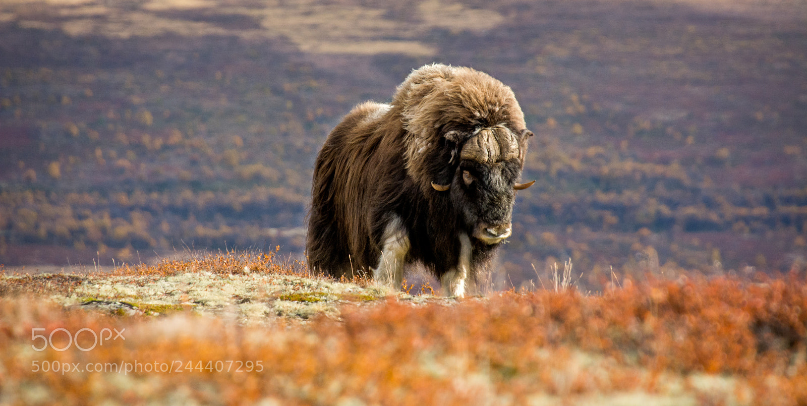Nikon D7100 sample photo. Muskox in autumn photography
