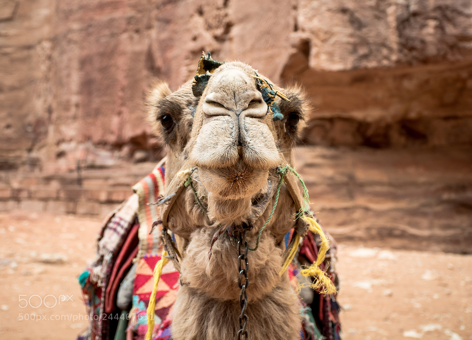 Nikon D7100 sample photo. A camel-petra photography
