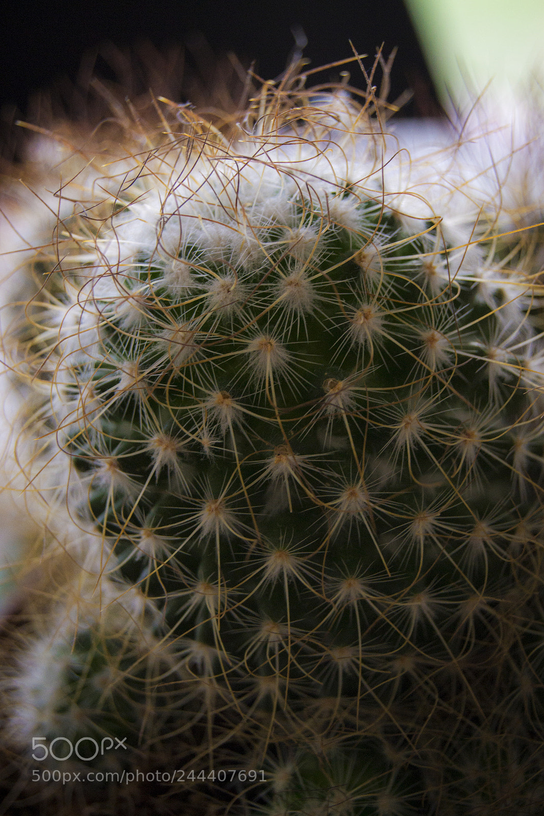 Nikon D3100 sample photo. Spikes photography