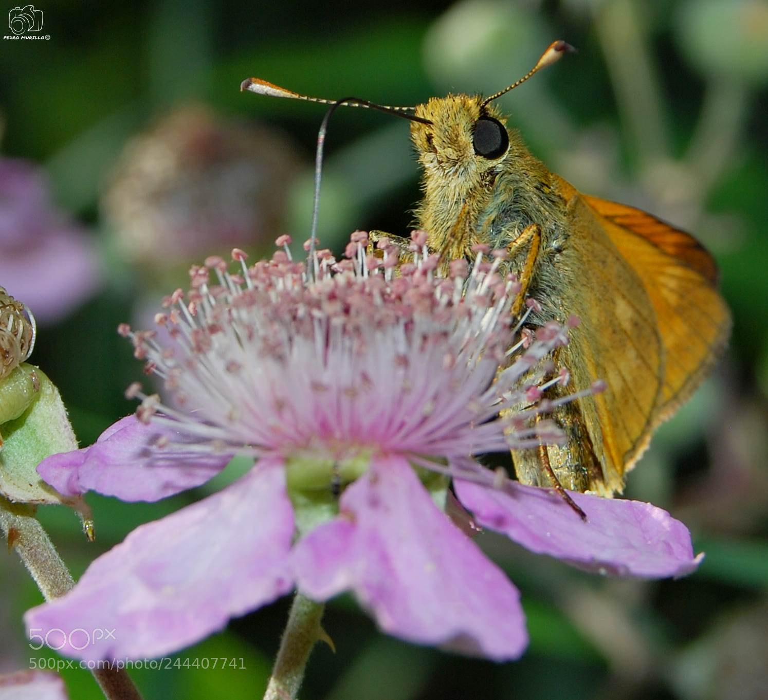 Nikon D60 sample photo. Thymelicus acteon photography