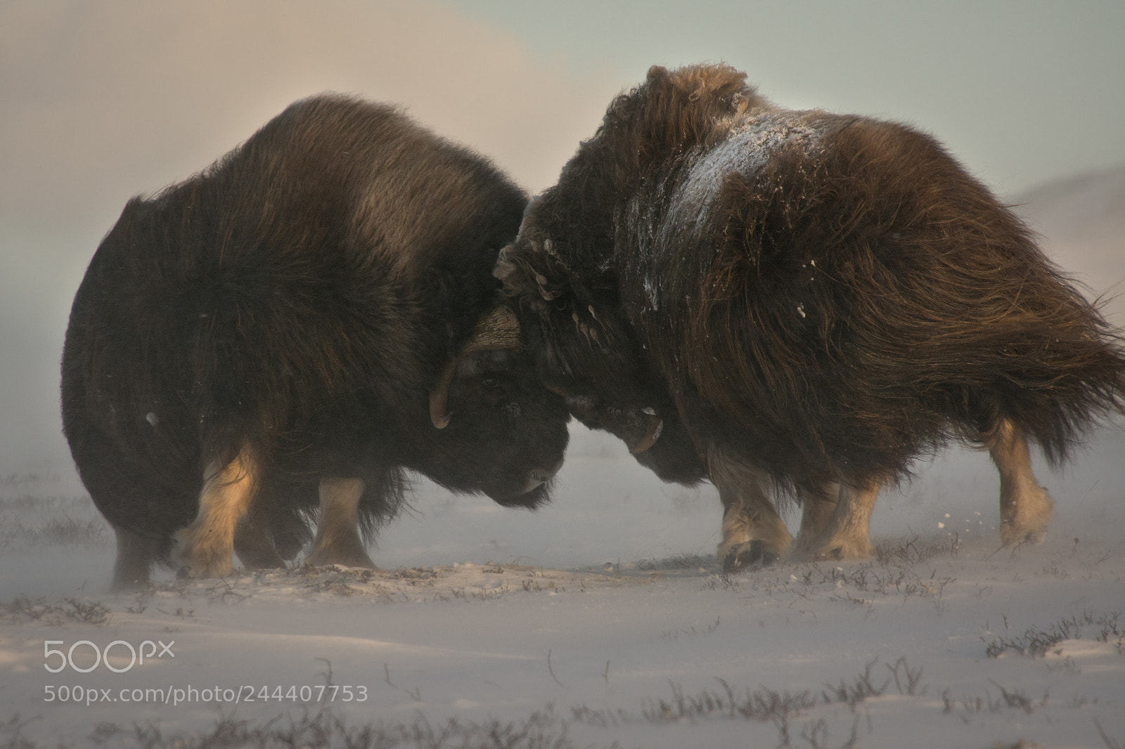 Nikon D7100 sample photo. Muskox fight photography