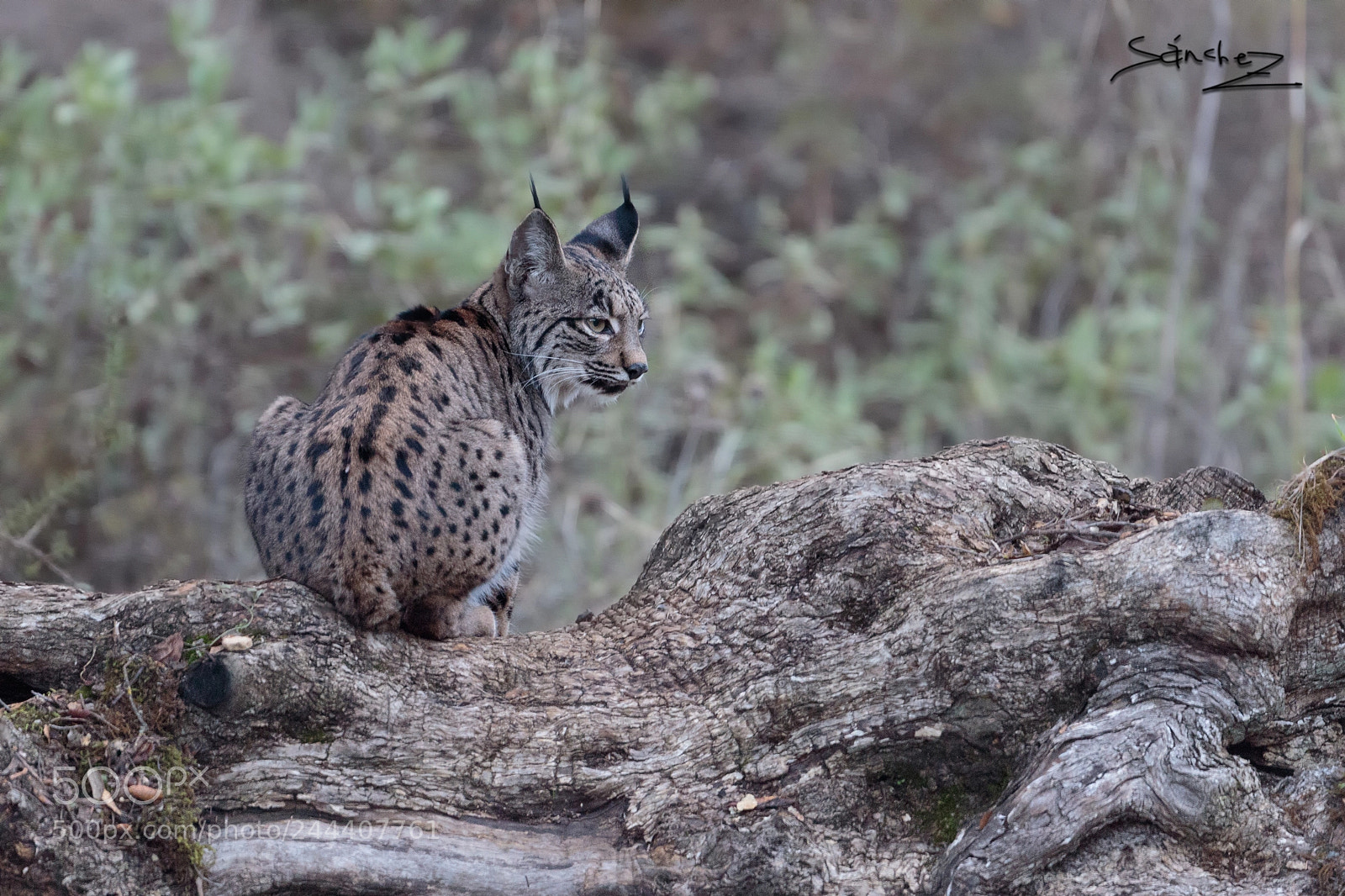 Canon EOS 7D Mark II sample photo. Lince ib rico linx photography
