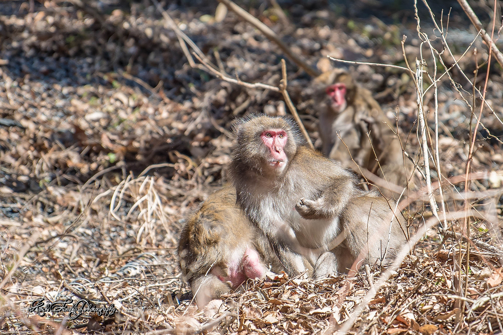 Nikon D810 sample photo. Basking in the sun photography