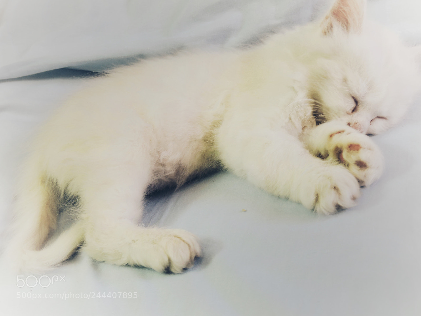 Nikon Coolpix P600 sample photo. Hey kitty kitty photography